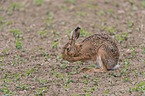 European brown hare