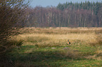 brown hare