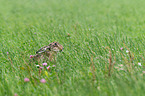 brown hare