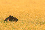 brown hare