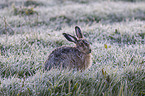 brown hare