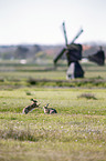 brown hares