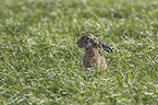 brown hare