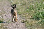 brown hare