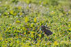 brown hare