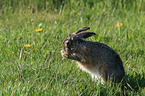 brown hare is cleaning itself