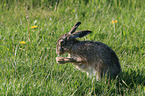 brown hare is cleaning itself