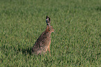 brown hare