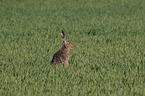 brown hare