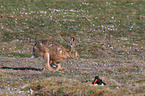 brown hare