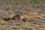 brown hare