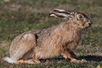 brown hare