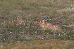 brown hare