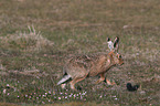 brown hare