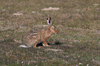 brown hare