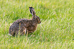 brown hare