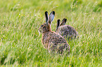 2 brown hares