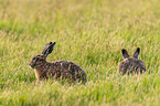 2 brown hares