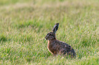 brown hare