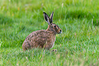 brown hare