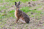 brown hare