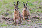 2 brown hares