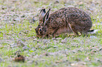 brown hare