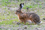 brown hare