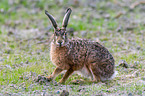 brown hare