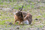 brown hare