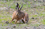 brown hare