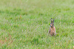 brown hare