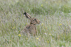 brown hare