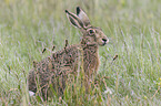 brown hare