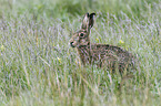 brown hare