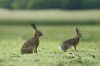 sitting Brown Hares