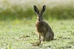 sitting Brown Hare