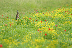 Brown Hare