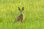 sitting Brown Hare