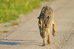 running Brown Hare