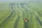sitting Brown Hare