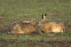 sitting Brown Hares