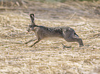 running Brown Hare