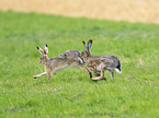 running Brown Hares