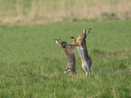 fighting Brown Hares