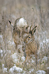 fighting Brown Hares