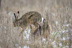 fighting Brown Hares
