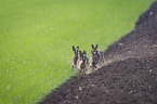 running Brown Hares