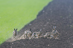 running Brown Hares