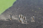 running Brown Hares